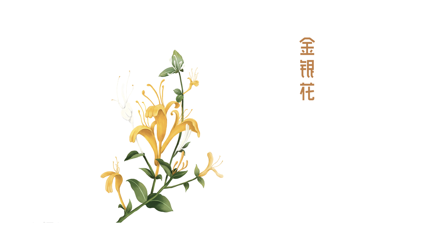 宝瓶堂传统滋补行业品牌战略升级－左右格局